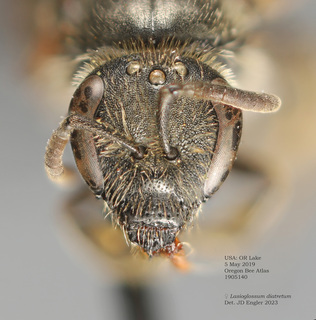 Lasioglossum diatretum, female, head 1905140