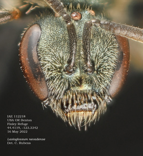 Lasioglossum nevadense, female, head, IAE112218