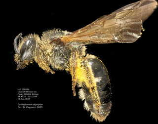 Lasioglossum olympiae, female, lateral, IAE100396