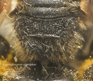 Lasioglossum olympiae, female, propodeum, IAE100396