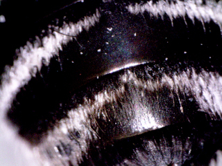 Melissodes subillatus, female t4 smooth edge closeup