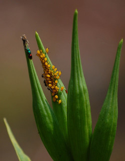 Aphis nerii, Milkweed aphids and beetle, ants