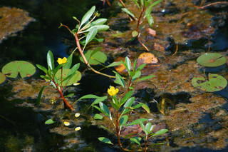 Ludwigia peploides, Creeping water-purslane