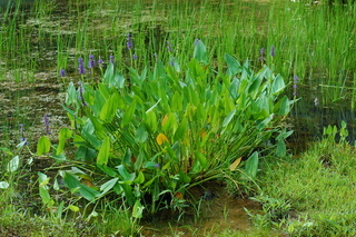 Pontederia cordata, Pickerelweed
