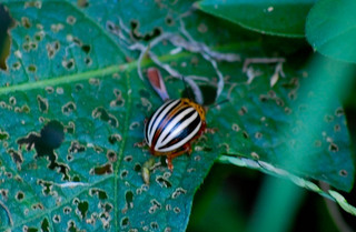 Leptinotarsa juncta, False Potato Beetle