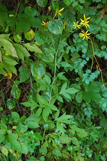 Rudbeckia laciniata, Green-headed Coneflower