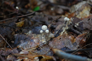 Marasmius androsaceus Horsehair mushroom