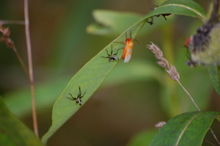 Oncopeltus fasciatus, Large Milkweed Bug molting and newly emerged
