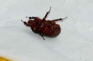 Xyloryctes jamaicensis, Rhinoceros Beetle male