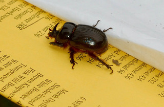 Xyloryctes jamaicensis, Rhinoceros Beetle- male