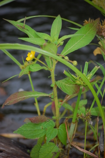 Jussiaea leptocarpa, Anglestem Primrose Willow