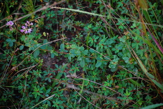 Lespedeza repens, Smooth Trailing Bush-clover