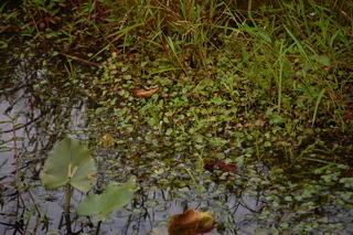 Limnobium spongia, American Frogs-bit