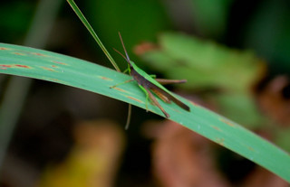 Metaleptea brevicornis, Clipped-wing Grasshopper