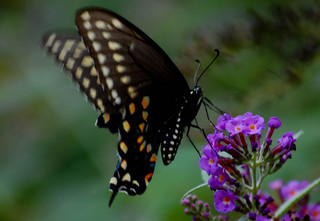 Papilio polyxenes, Black Swallowtail Female
