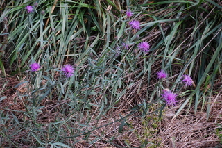 Centaurea maculosa, Spotted Knapweed