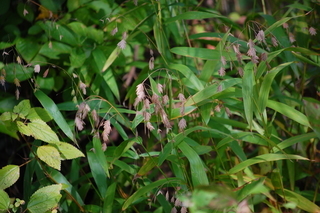 Chasmanthium latifolium, Wild Oats