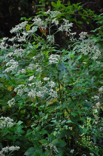Eupatorium serotinum, Late-flowering Boneset