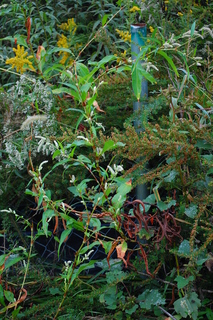 Polygonum densiflorum, Dense-flowered Smartweed