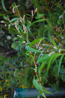 Polygonum densiflorum, Dense-flowered Smartweed