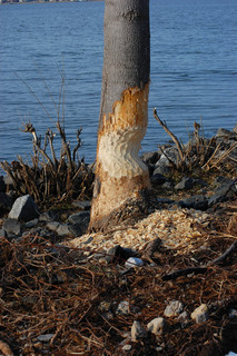 Castor canadensis, Beaver work on Tulip Tree