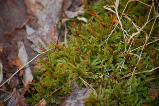 Climacium americanum, Tree Moss