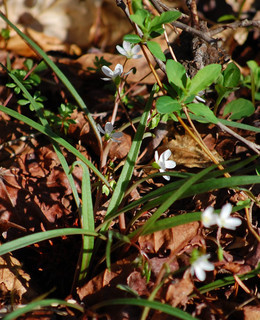 Claytonia virginica, Spring beauty