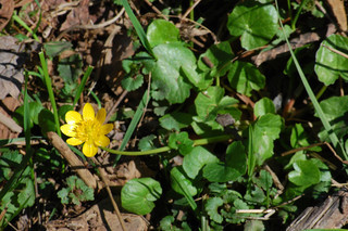 Ranunculus ficaria, Lesser Celandine