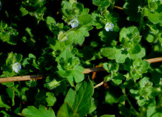 Veronica hederifolia, Ivy-leaved Speedwell