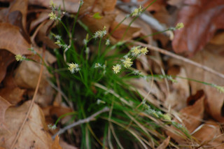 Carex pensylvanica, Pennsylvania Sedge