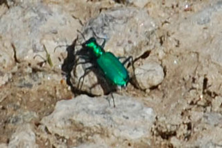 Cicindela sexguttata, Tiger Beetle