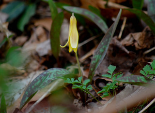 Erythronium americanum, Yellow Trout-lily