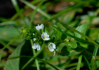 Veronica officinalis, Common Speedwell