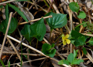 Viola pubescens, Yellow Violet