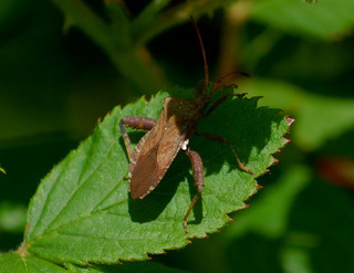 Acanthocephala femorata, Leaf-footed Bug