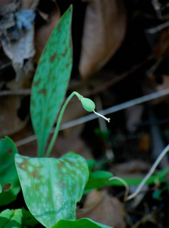 Erythronium albidum, White Trout Lily fruit