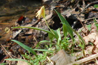 Erythronium americanum, Yellow Trillium