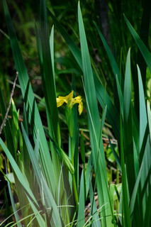 Iris pseudacorus, Yellow Iris