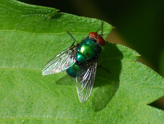 Lucilia sericata, Greenbottle Fly