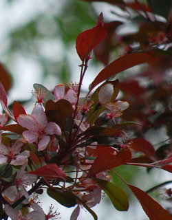 Malus floribunda, Japanese Flowering Crabapple