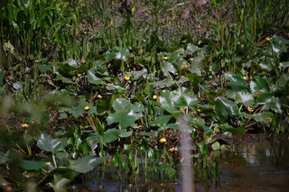 Nuphar lutea ssp. advena, Spatterdock