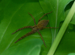 Pardosa milvina, Shore Spider