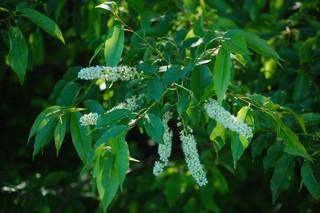 Prunus serotina, Black Cherry