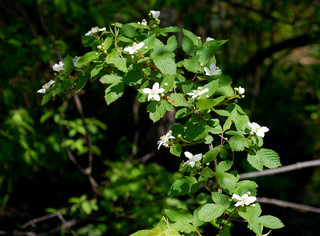 Rubus allegheniensis, Blackberry