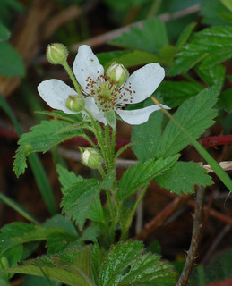 Rubus allegheniensis, Common Blackberry