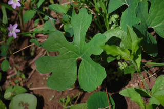 Sanguinaria canadensis, Bloodroot leaf