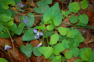 Viola cucullata, Blue Marsh-violet
