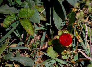 Duchesnea indica, Indian Strawberry