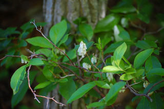 Eubotrys racemosa, Leucothoe racemosa Deciduous Swamp Fetterbush