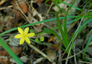 Hypoxis hirsuta, Yellow Star-grass